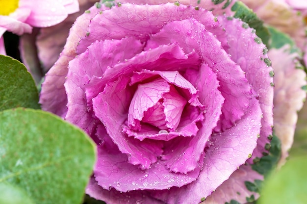 Ornamental cabbage leaves around it