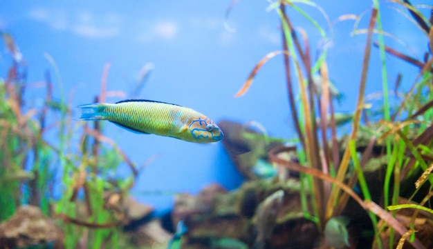 Ornate wrasse Thalassoma pavo Small yellow fish