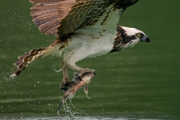 Free photo osprey or sea hawk hunting a fish from the water