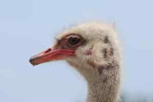 Free photo ostrich with bald spots on the side of his head.