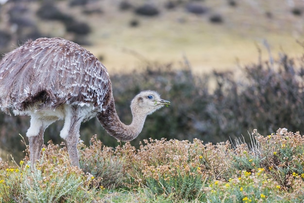 Free photo ostrich