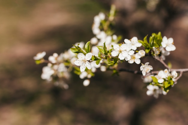 Outdoor flowers