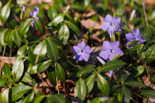 Outdoor flowers