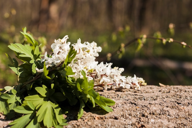 Outdoor flowers