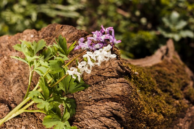 Outdoor flowers