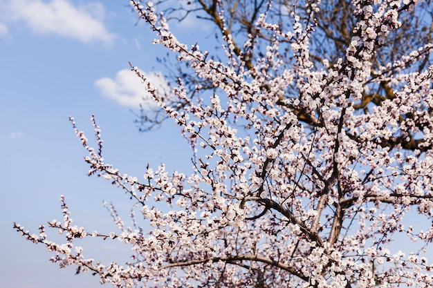 Free photo outdoor flowers