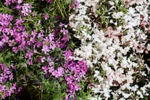 Free photo outdoor flowers