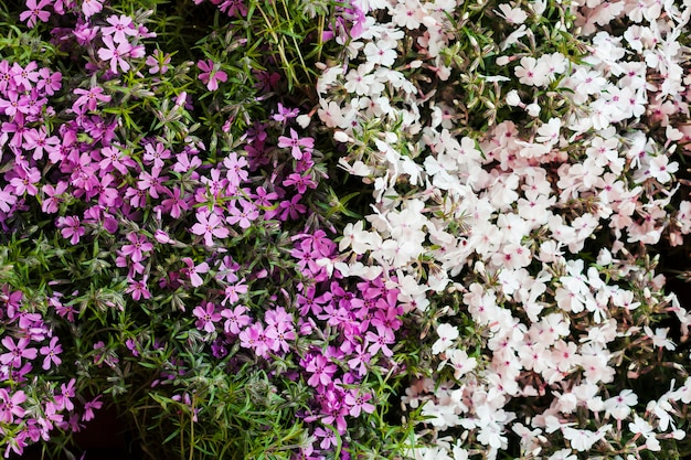 Outdoor flowers