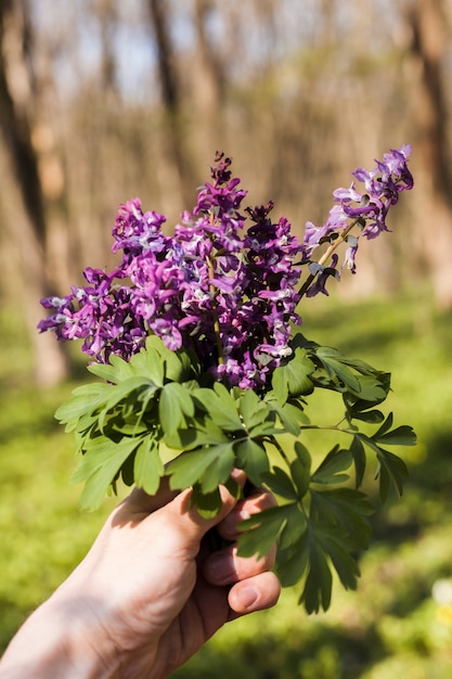 Outdoor flowers