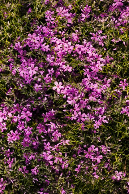 Outdoor flowers