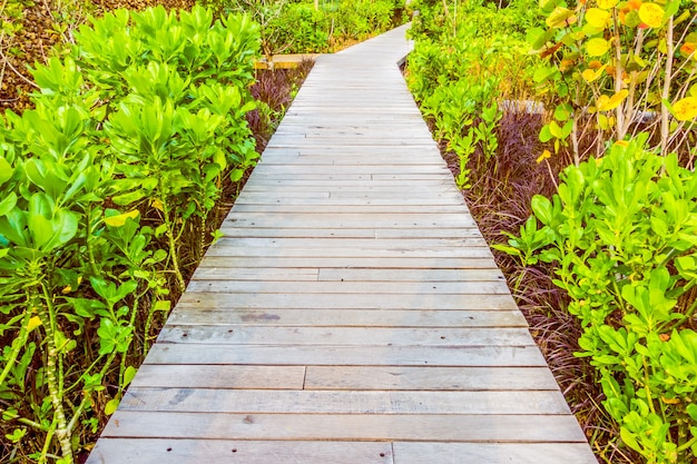 Free Photo outdoor green tree path travel