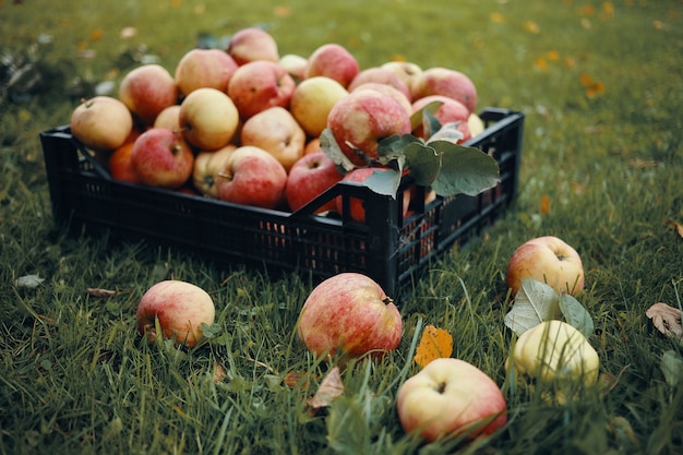 Free photo outdoor photo of freshly picked red apples in plastic crate and some fruits scattered on green grass. harvest time, autumn, horticulture, gardening, natural organic food and nutrition concept