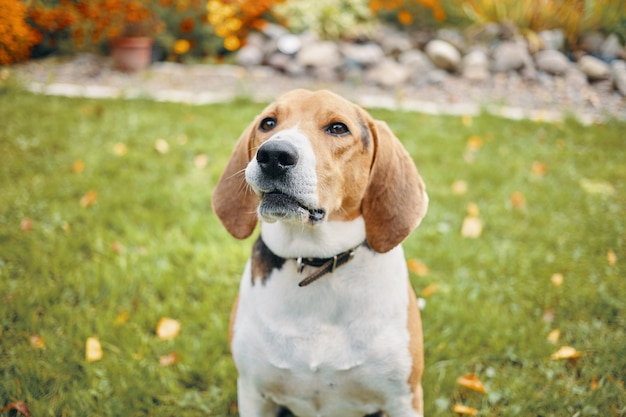 Free photo outdoor portrait of sweet beagle dog with smart brown eyes sitting on grass in countryside with flowers