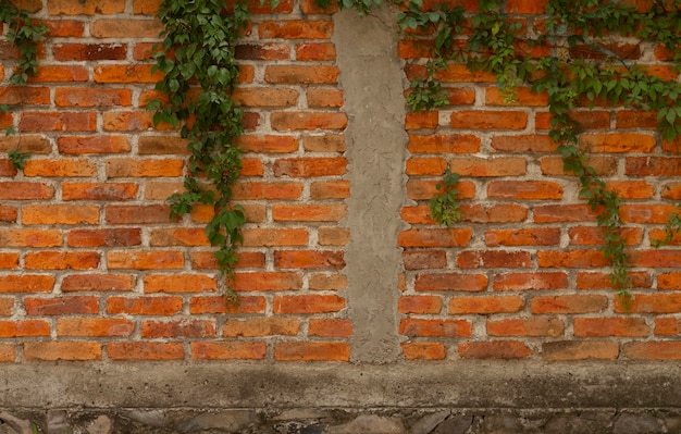 Outdoors wall with various leaves