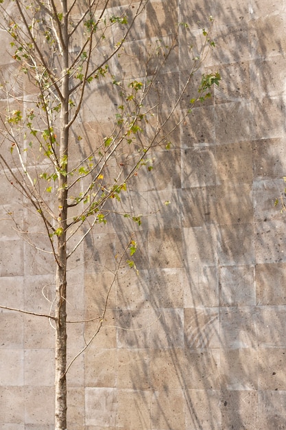 Free Photo outdoors wall with various leaves