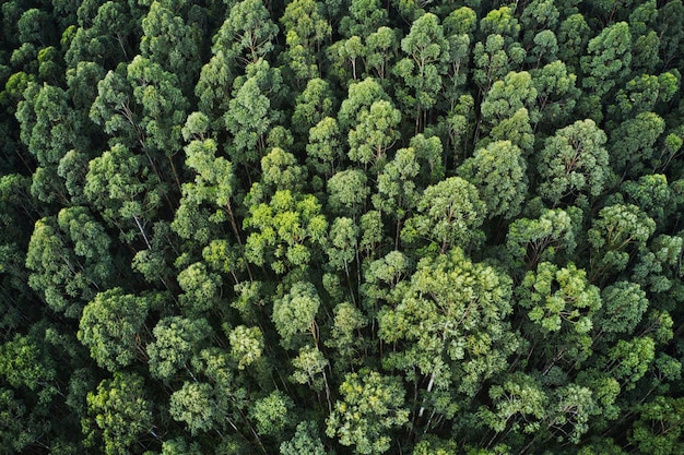 Free photo overhead aerial shot of a thick forest with beautiful trees and greenery