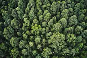 Free photo overhead aerial shot of a thick forest with beautiful trees and greenery