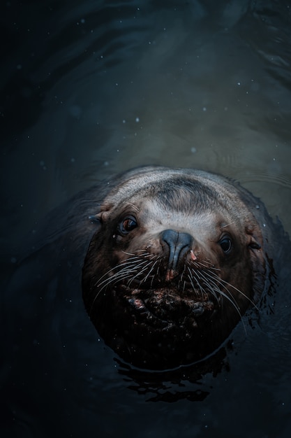 Free Photo overhead shot of a cute sea lion in the water looking up at the camera