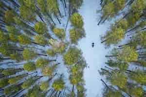 Free photo overhead shot of a forest with tall green trees during winter