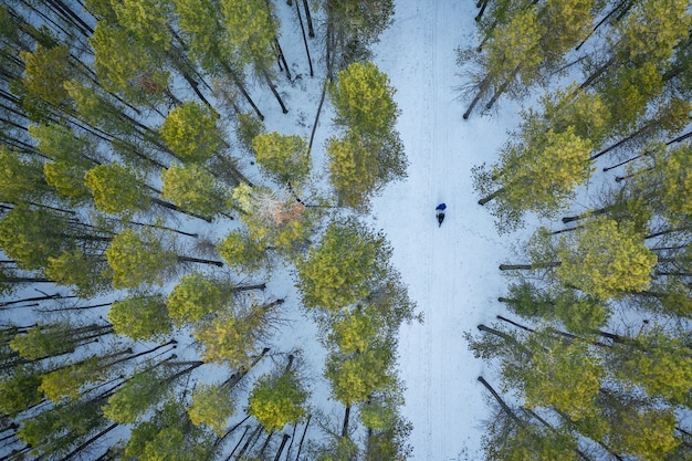 Free Photo overhead shot of a forest with tall green trees during winter