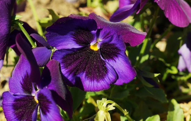 Free photo overhead shot of  purple pansy flower during a sunny day