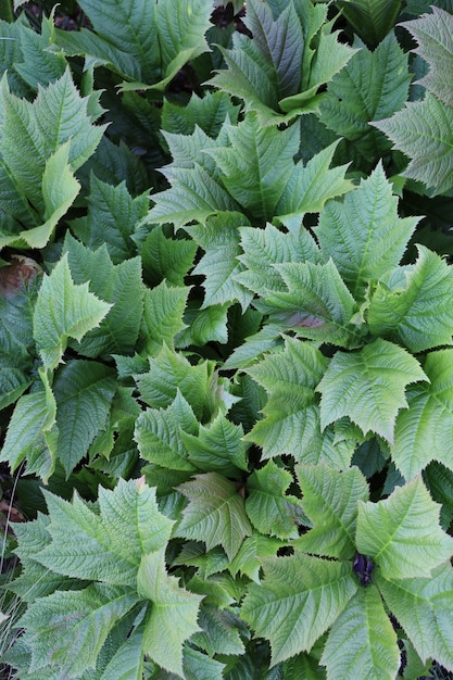 Overhead shot of Rodgersia leaves under the light