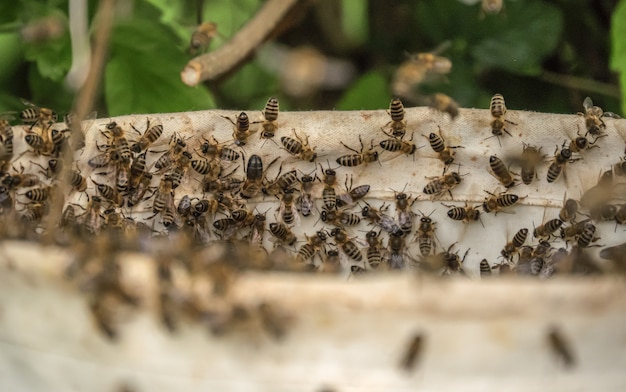 Free photo overhead shot of several bees on the hive