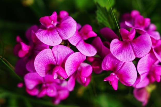 Free photo overhead shot of sweet pea leaves under the sunlight