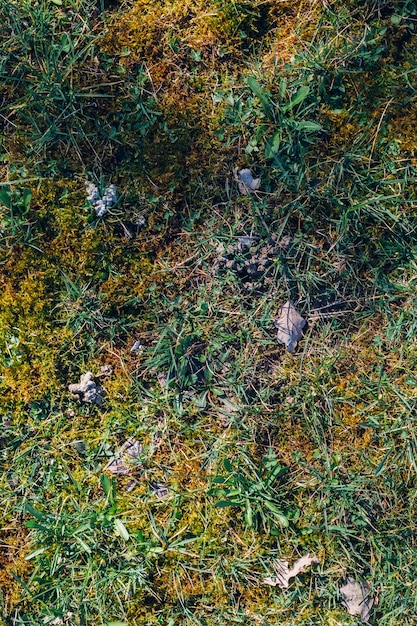 Free photo overhead vertical shot of greenery in maksimir park in zagreb croatia during springtime