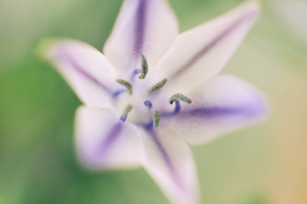 Overhead view of beautiful colorful triplet lily