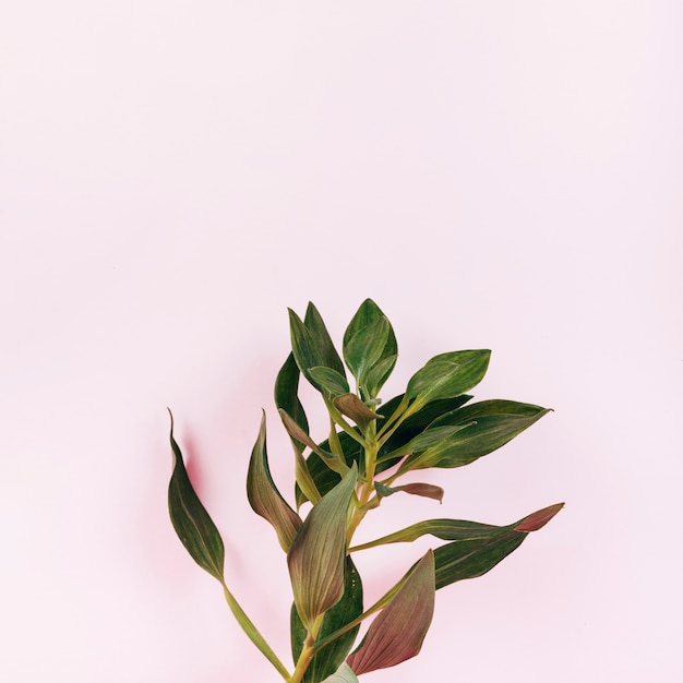 Overhead view of blooming tulip leaves on pink background