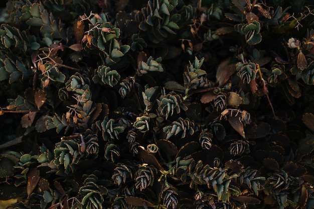 An overhead view of cactus plant