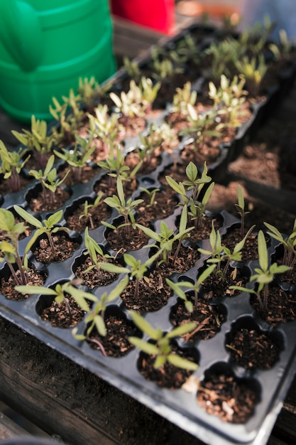 Free photo an overhead view of crate with seedling