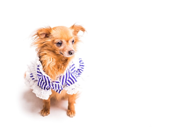 Free photo overhead view of cute brown dog on white backdrop