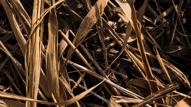 Overhead view of dry grass