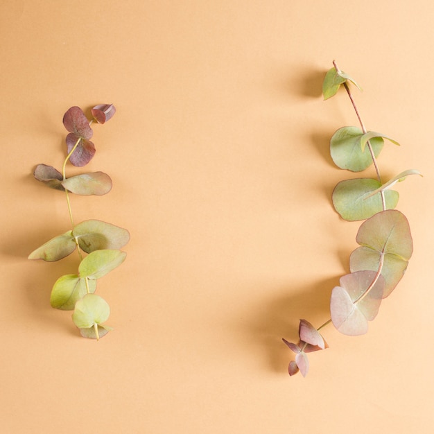 Overhead view of eucalyptus twig over peach background