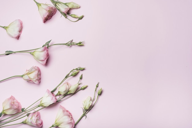 Free Photo an overhead view of eustoma flowers on pink background