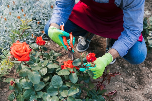 An overhead view of female gardener cutting the rose from plant