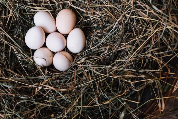 Free photo an overhead view of fresh hen egg from nest