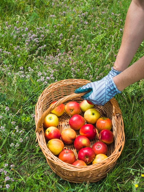 Free Photo overhead view of gardener holding apples in basket