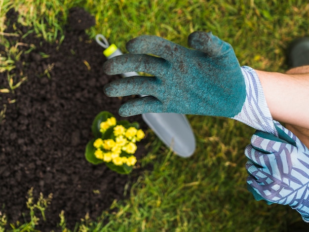 Free Photo overhead view of gardener's hand wearing glove