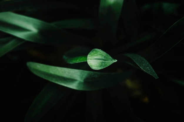 Overhead view of green bud