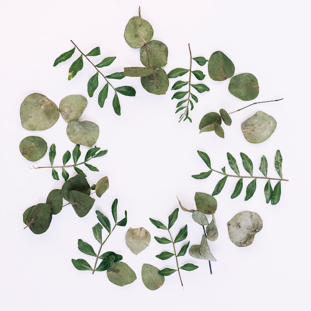 Overhead view of green leaves arranged on white background