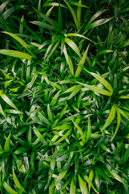 An overhead view of green leaves backdrop