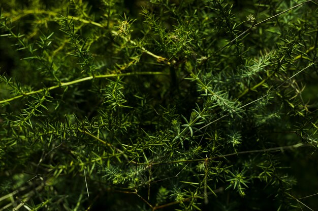 Overhead view of green plant