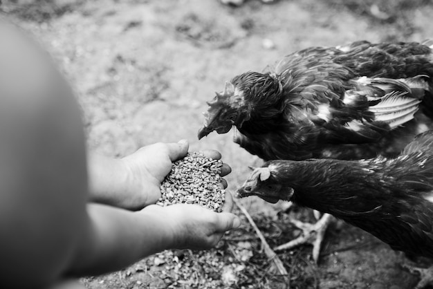 Free Photo an overhead view of hens feeding grain from the hands