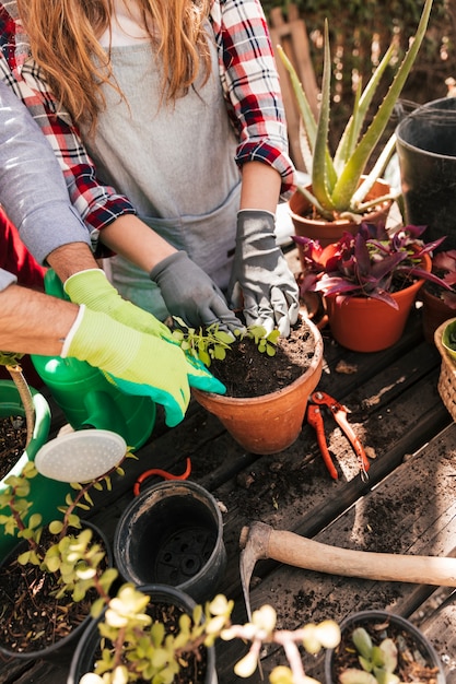 An overhead view of male and female gardener planting the seedling in the pot