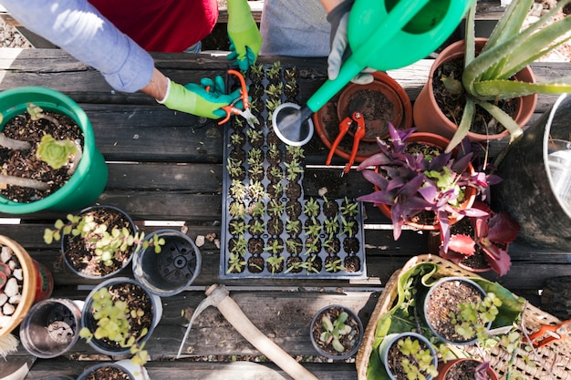 Free photo an overhead view of male and female gardener pruning and watering the seedling plants