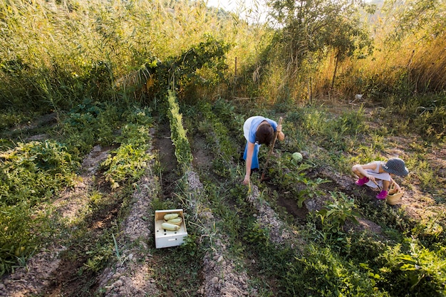 Free photo an overhead view of mother and her daughter harvesting vegetable in field