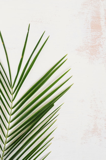 An overhead view of palm green leaf pattern on white wall